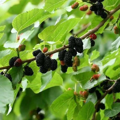 بذور شجرة التوت الشامي الأسود ‫( Morus Nigra )