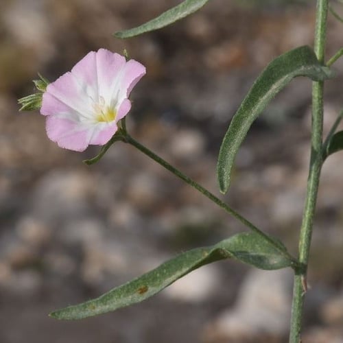بذور رخامى الرشا ( convolvulus pilosellifolius Des...