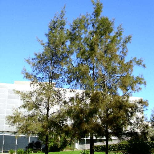 بذور الأثل الامريكي ( ‫‪ Casuarina‬‬‬)