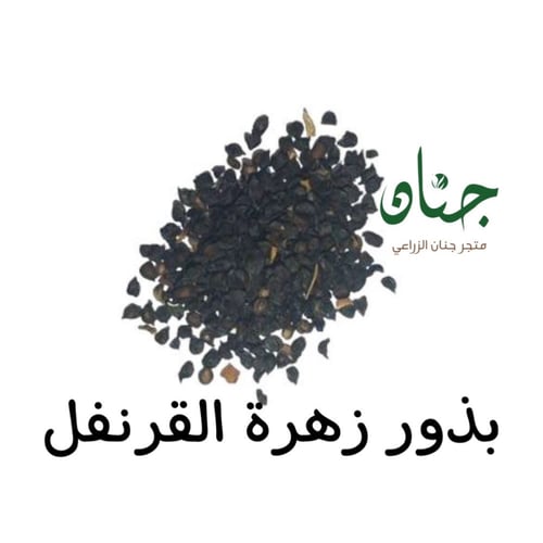 ‫بذور زهرة القرنفل الملون‬ ( Dianthus caryophyllus...