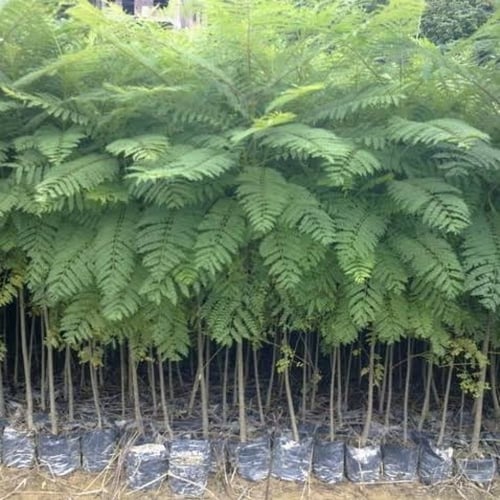 بذور شجرة الجاكرندا البنفسجية ( Jacaranda mimosifo...