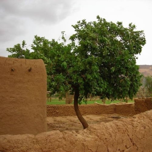 بذور شجرة البمبر - الهمبو - المخيط ( Cordia myxa )