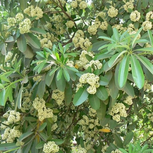 بذور شجرة المليون زهرة - الستونيا ( Alstonia schol...