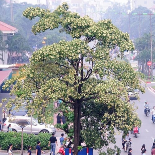 بذور شجرة المليون زهرة - الستونيا ( Alstonia schol...