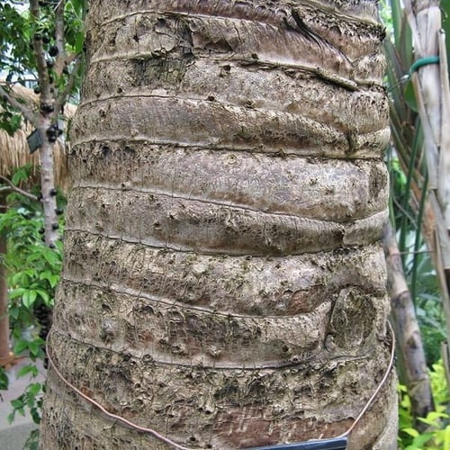 بذور نخيل المسافر - الموز الكاذب ( Ravenala madaga...