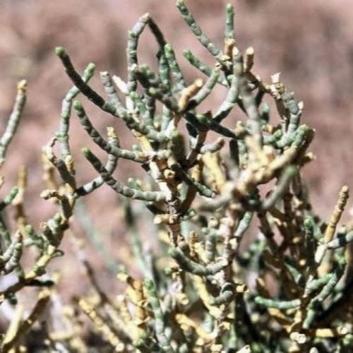 بذور عشبة الشنان ( Anabasis )