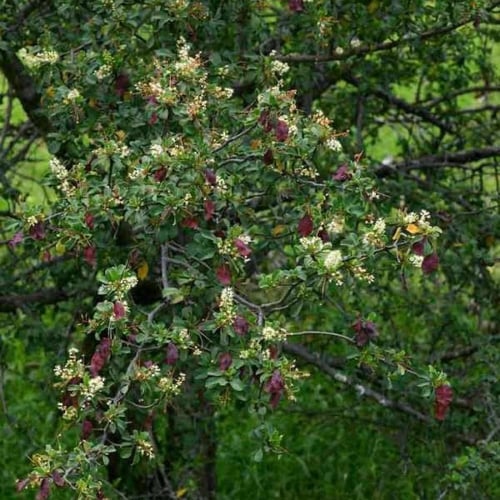 بذور شجرة القاع ( Terminalia prunioides )