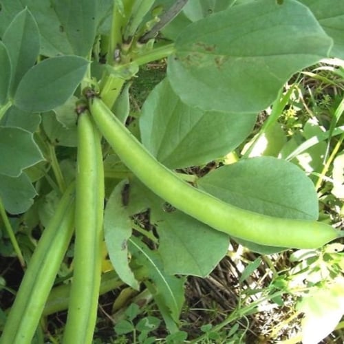 بذور نبات الفول ( Vicia faba )