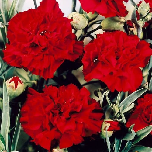 ‫بذور زهرة القرنفل الأحمر‬ ( Dianthus caryophyllus...