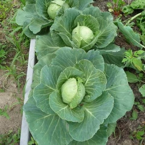 بذور الملفوف الأخضر - الكرنب الأخضر ( Brassica ole...