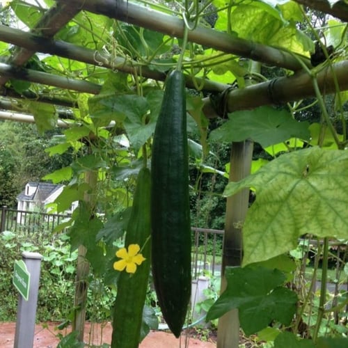 بذور متسلقة الليف - اللوف ( Luffa )