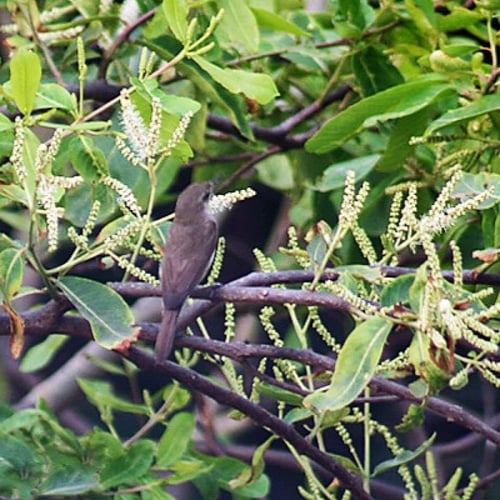 بذور شجرة ترمناليا أرجونا ( Terminalia arjuna )