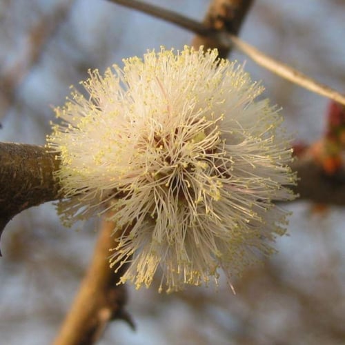 بذور الطلح العسلي - الضبة ( Acacia mellifera )