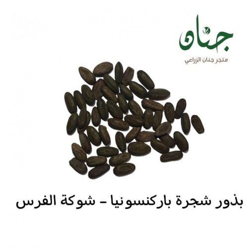 بذور باركنسونيا - شوكة الفرس‬ ( Parkinsonia aculea...