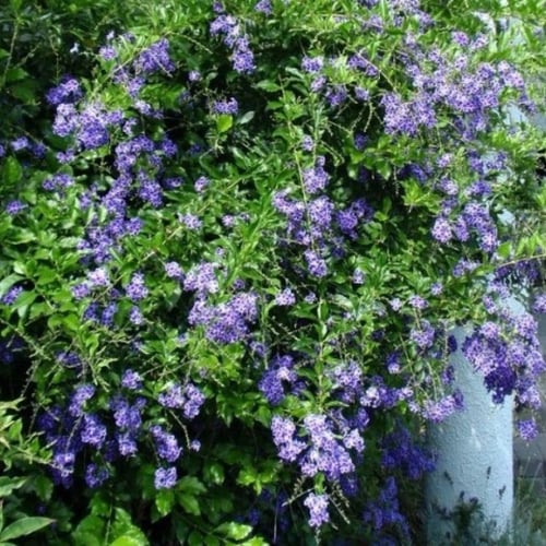 بذور شجيرة دورانتا ( duranta erecta )