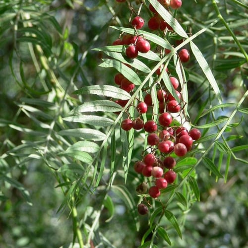 بذور الفلفل البيروفي رفيع الأوراق ( Schinus molle...