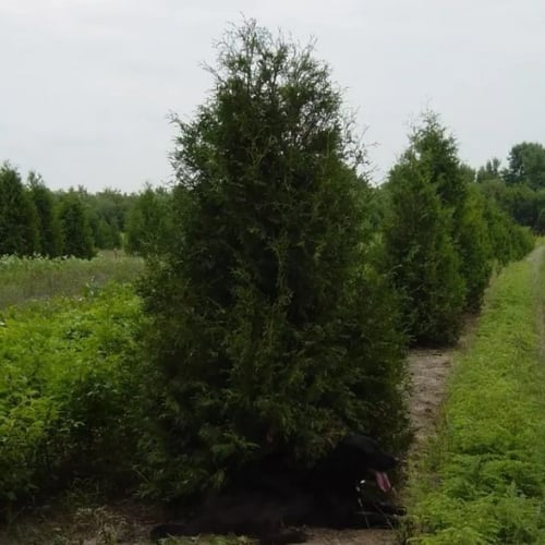 بذور شجرة الثويا الغربية ( Thuja occidentalis )