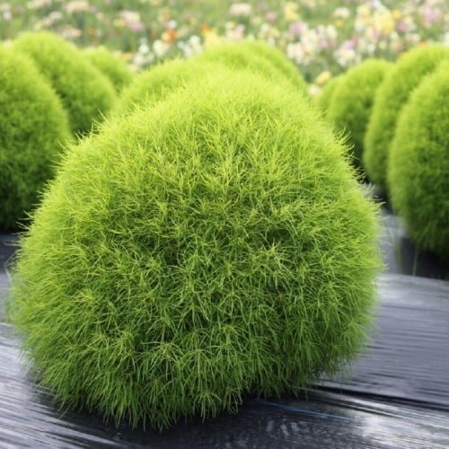 ‫بذور الكوشيا - مكنسة الجنة ( Kochia Scoparia )