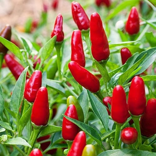 بذور الفلفل الأحمر الصغير ( Capsicum annuum )