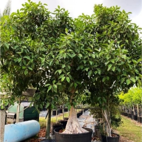 بذور شجرة الفيكس البنغالي ( Ficus benghalensis )
