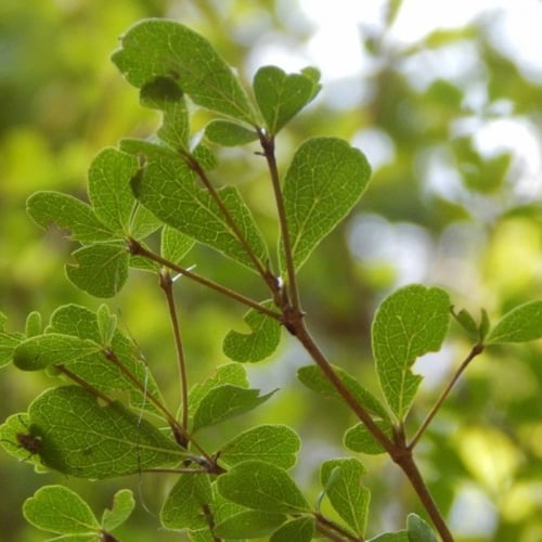بذور شجرة ترمناليا منتالي ( Terminalia mantaly )