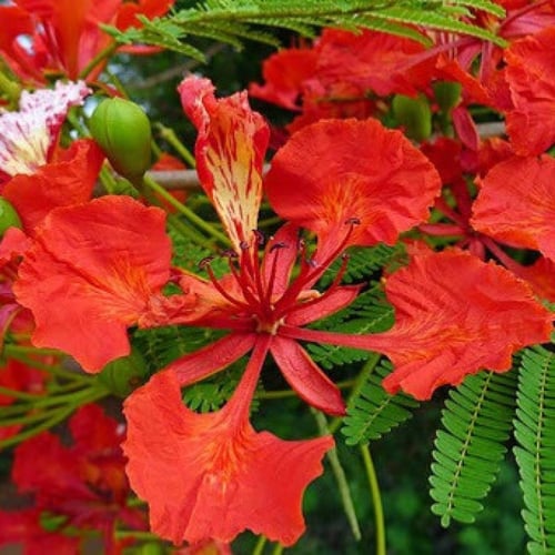 ‫بذور البونسيانا‬ الحمراء ( Delonix regia )