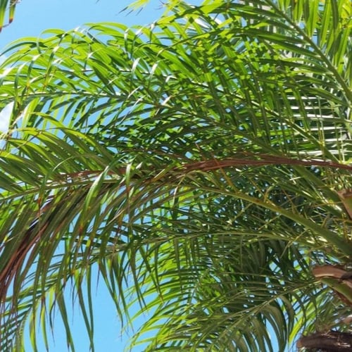 بذور نخيل كوكس ( Syagrus romanzoffiana )