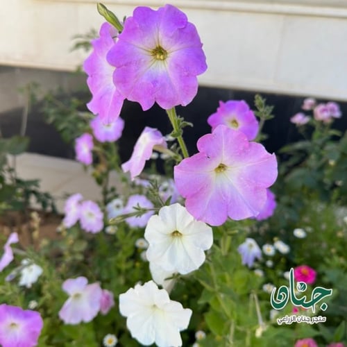بذور زهرة البيتونيا ( petunia hybrida )