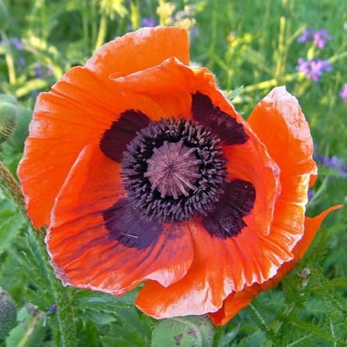 بذور الديدحان البرتقالي - شقائق النعمان ( Papaver...