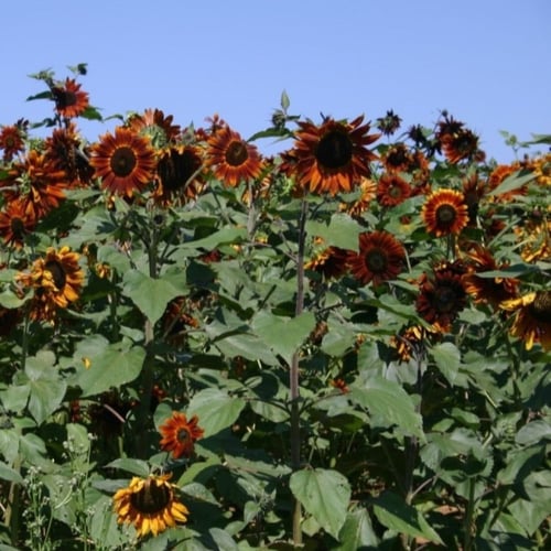 بذور دوار الشمس الاحمر ( velvet queen sunflower )
