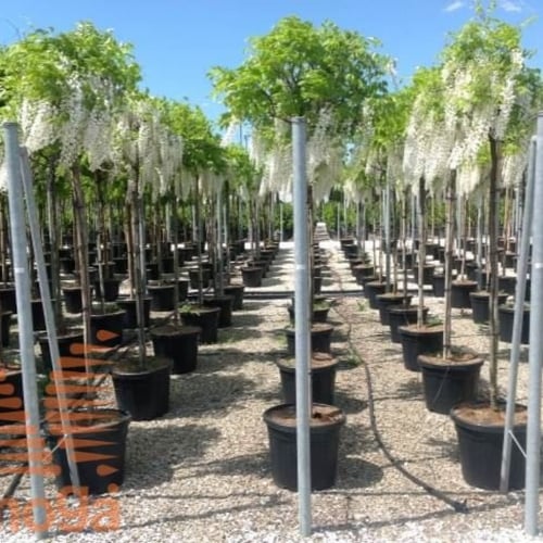 بذور شجرة ويستيريا البيضاء ( "wisteria sinensis "a...