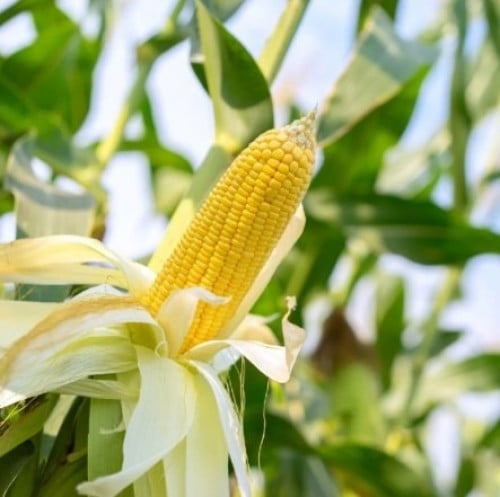 بذور ذرة شامية صفراء هجين ( Zea mays subsp )