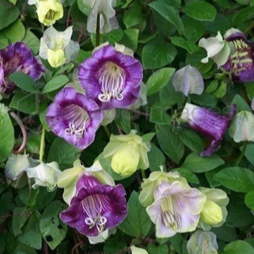 بذور الزهرة الكوبية ( Cobaea scandens )