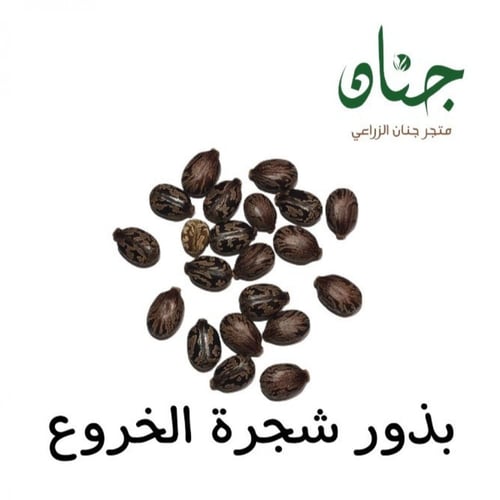 بذور شجرة الخروع ( Ricinus communis )