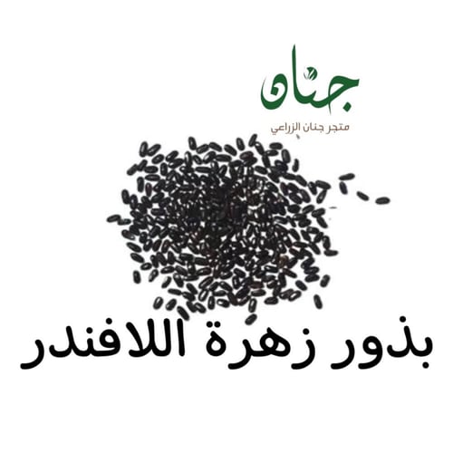 بذور اللافندر الانجليزي ( Lavandula angustifolia )