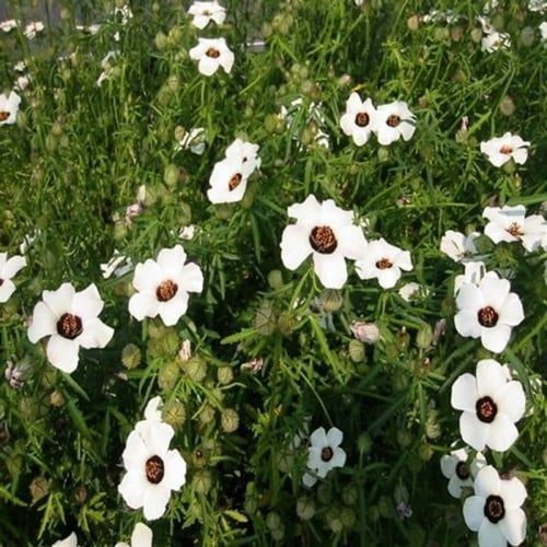بذور الهيبسكس الافريقي ( hibiscus trionum )