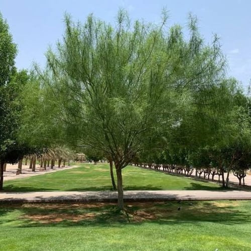 بذور باركنسونيا - شوكة الفرس‬ ( Parkinsonia aculea...