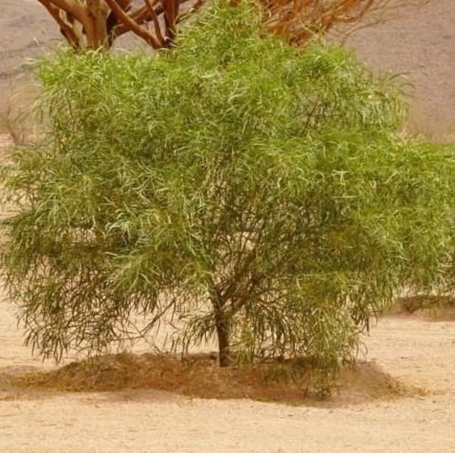 ‫بذور السنط الملحي‬ ( Acacia ampliceps )