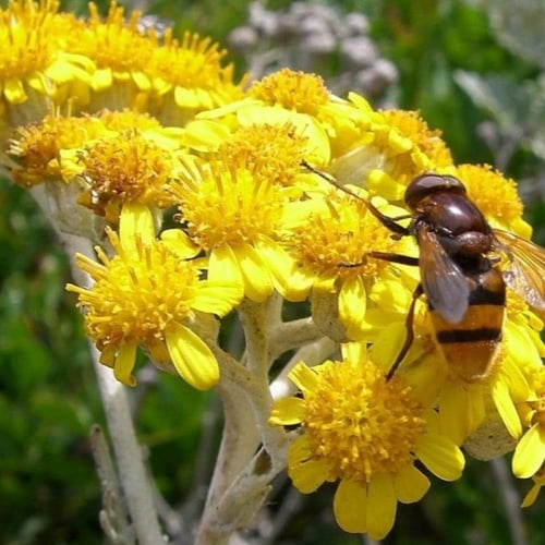 بذور زهرة الشيخة الفضية ( Jacobaea maritima )