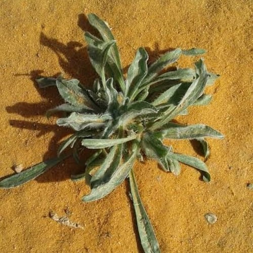بذور الربلة ( Plantago ovata )