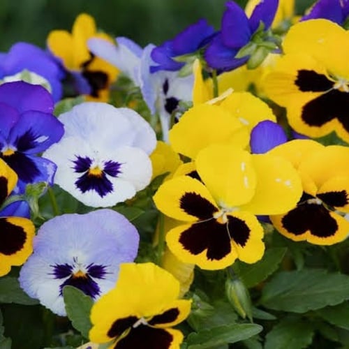 بذور زهرة بانسي - بنفسج الثالوث ملون ( Viola x wit...