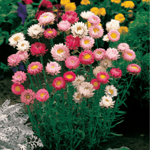 بذور زهرة الخلود - هليكريزم مزدوجة ( Helichrysum b...