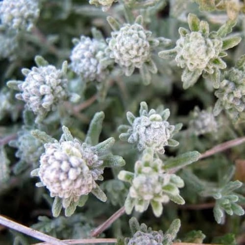 بذور عشبة الجعد ( Teucrium polium )