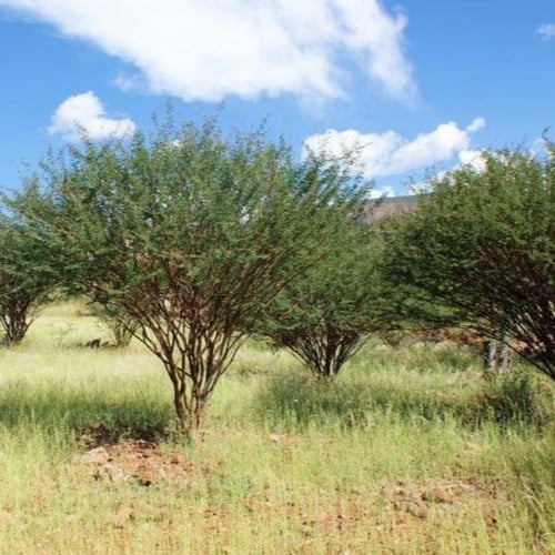 بذور الطلح العسلي - الضبة ( Acacia mellifera )