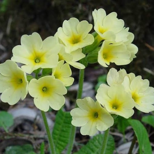 بذور زهور بريمولا - زهرة الربيع ( Primula )