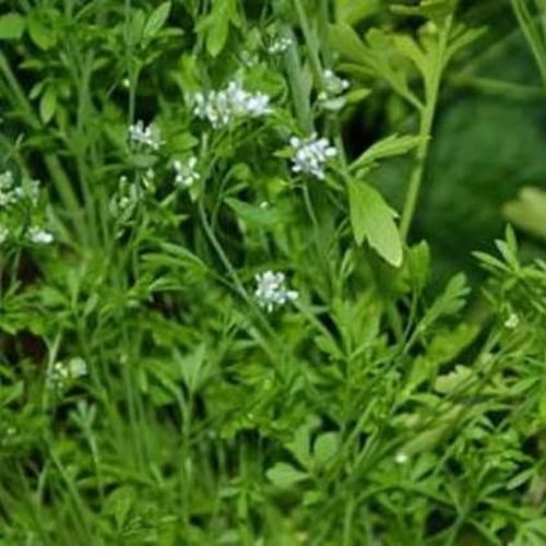 بذور عشبة الرشاد ( Lepidium sativum )