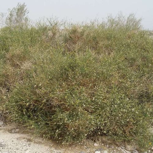 بذور شجيرة القرضي ( Ochradenus baccatus )