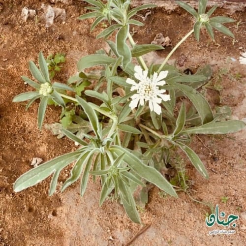 بذور الطربه ام قلاص البيضاء ( scabiosa palaestina...