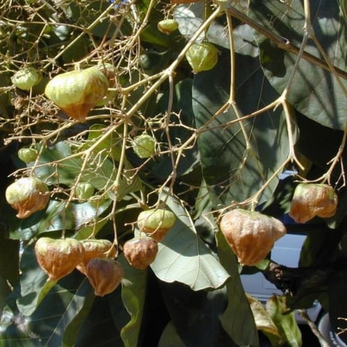 بذور شجرة التيك - خشب الساج ( Tectona grandis )