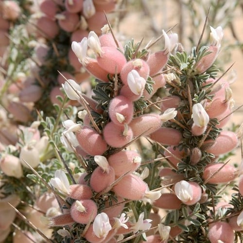بذور شجيرة الكتاد - القتاد ( Astragalus spinosus )